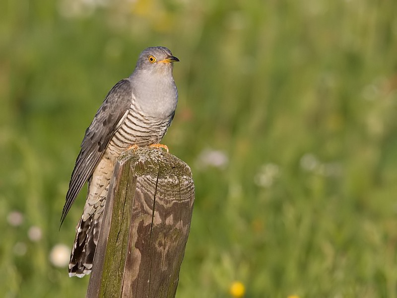 Cuculus canorus Koekoek Common Cuckoo